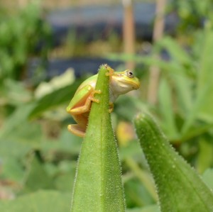 オクラとカエル